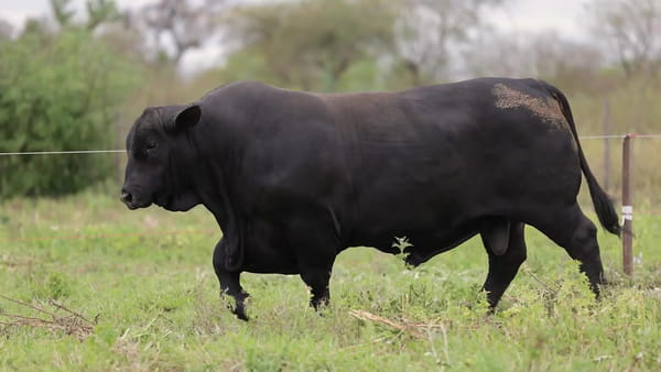 Lote Toros Brangus - Cabaña El Candil