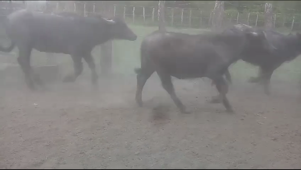 Lote 55 Búfalos