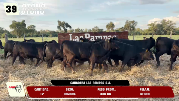 Lote LOTE 39