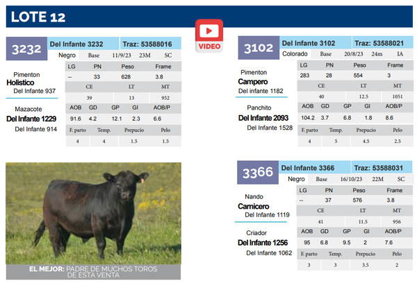 Lote Lote 12