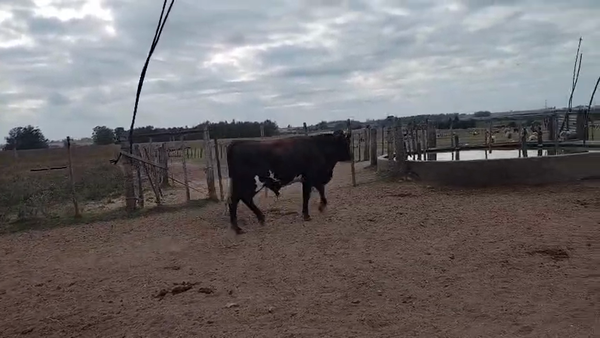 Lote Toros 400kg - , San José