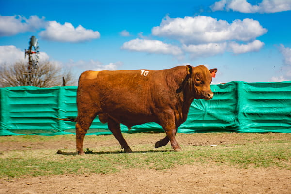 Lote Toros