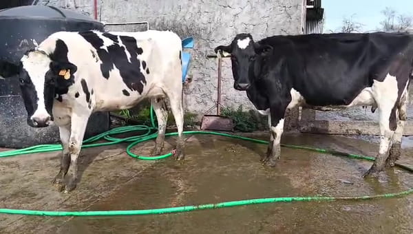 Lote 2 Vaca 480kg - , San José