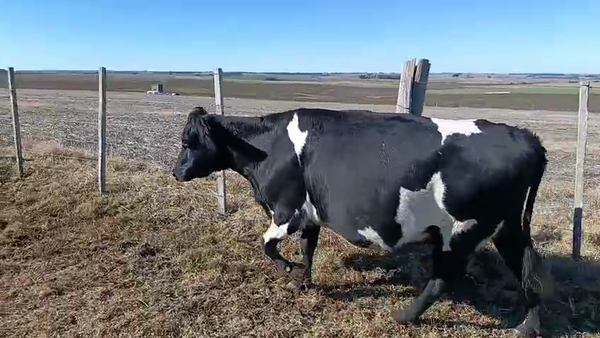 Lote Vacas de Invernada Kiwi 500kg -  en Ruta 23 Km 120