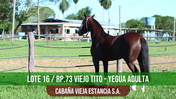 Lote VIEJO TITO
