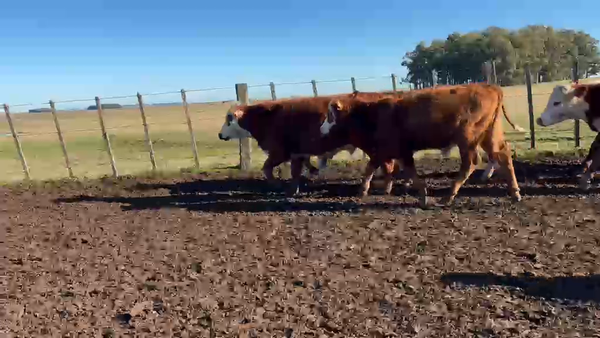 Lote 33 Novillos 303kg - , Rivera
