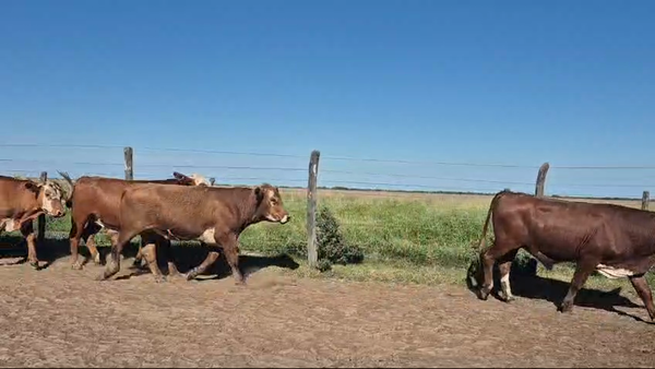 Lote 56 Novillos