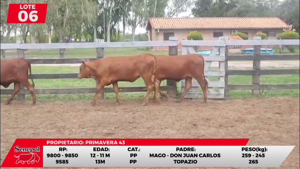 Lote LOTE 6