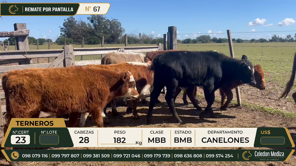 Lote 28 Terneros en Canelones