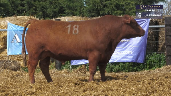 18 -  40434C — TOROS ANGUS PURO CONTROLADO