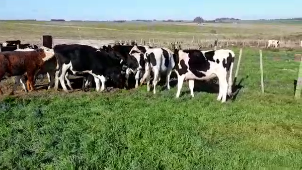 Lote (Vendido)12 Novillos HOLANDO 335kg -  en COLONIA LARRAÑAGA