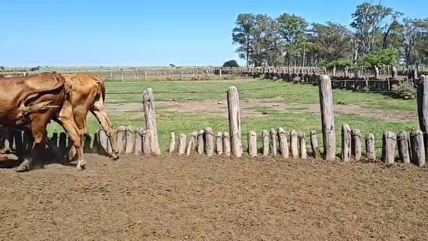 Lote 79 Vaquillonas