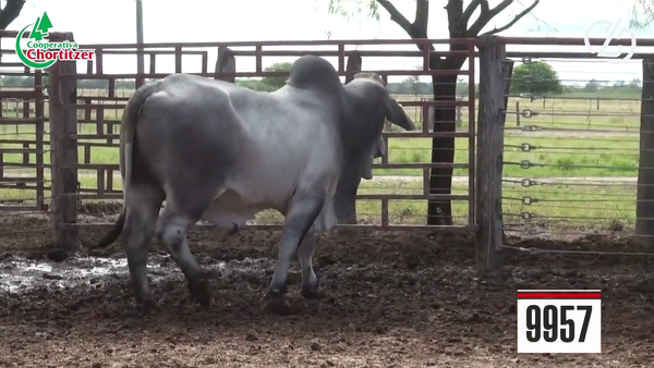 Lote Brahman