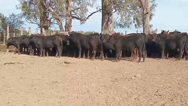 Lote 101 Terneros en Villa Saralegui, Santa Fe