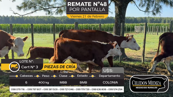 Lote 6 Piezas de cría en Otra Localidad, Colonia
