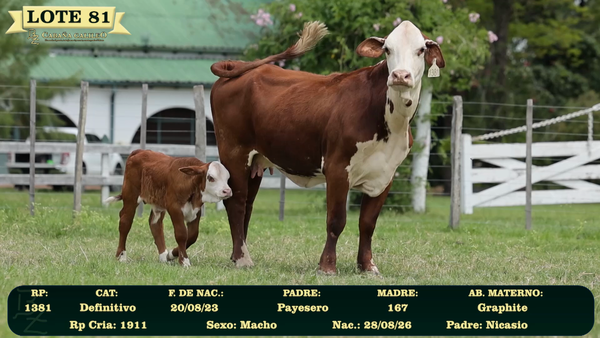 Lote LOTE 81