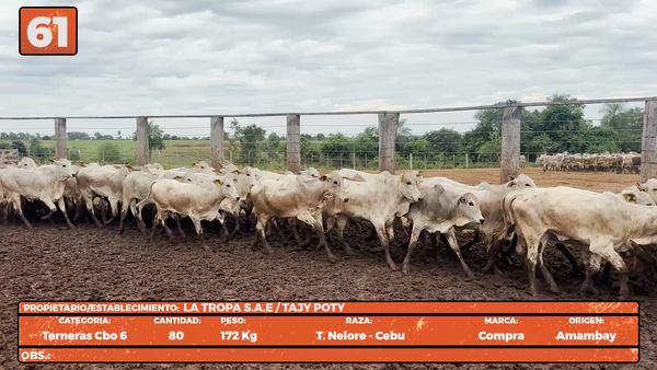 Lote LOTE 61
