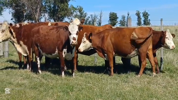Lote VACAS ENTORADAS