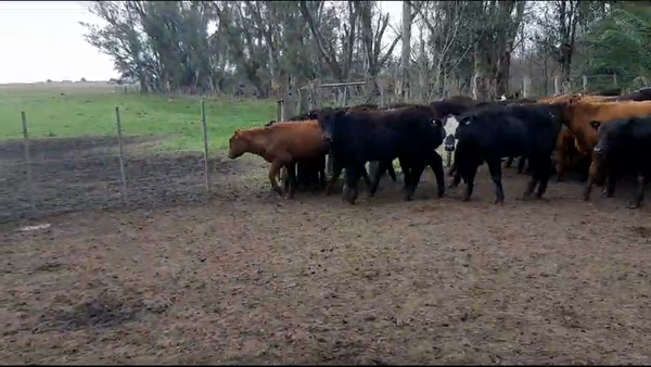 Lote 44 Terneros en Bolívar, Buenos Aires