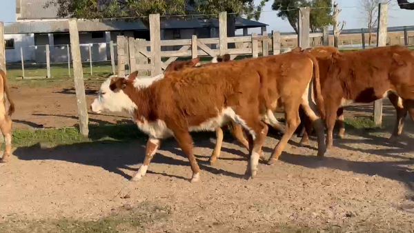 Lote 90 Terneros/as en Corrientes, La Cruz