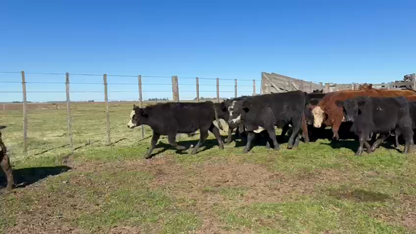 Lote 110 MEJ / Macho Entero Joven