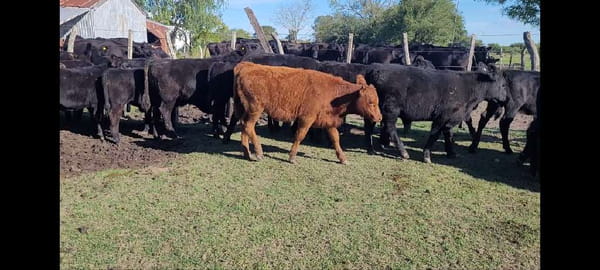 Lote 28 Terneros/as en Villaguay, Entre Ríos