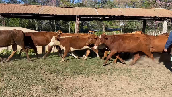 Lote 50 Vacas de invernar en Ituzaingó, Corrientes