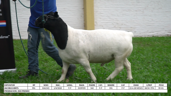 Lote Dorper Expo Internacional 2022 - Lote 40