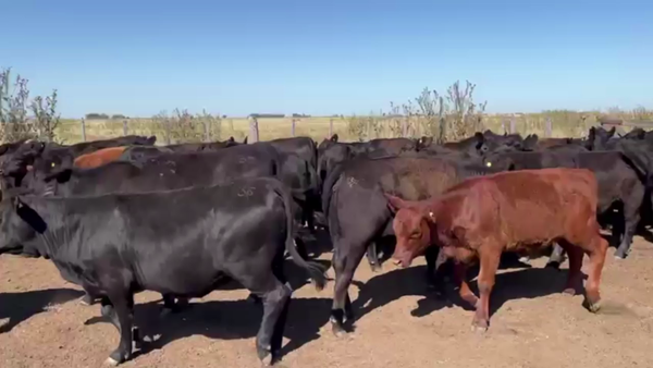 Lote 60 TERNS HEMBRAS, OLAVARRIA, PCIA. DE BS. AS.