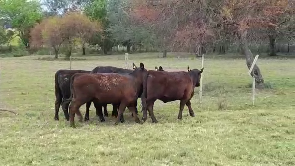 Lote 5 Vaquillonas 1 a 2 años ANGUS en OMBUES DE LAVALLE