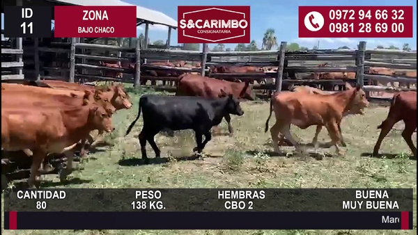 Lote 80 Hembras Cbo 2