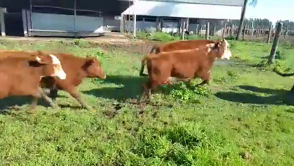 Lote 118 Terneros Braford en Calchaquí, Santa Fe