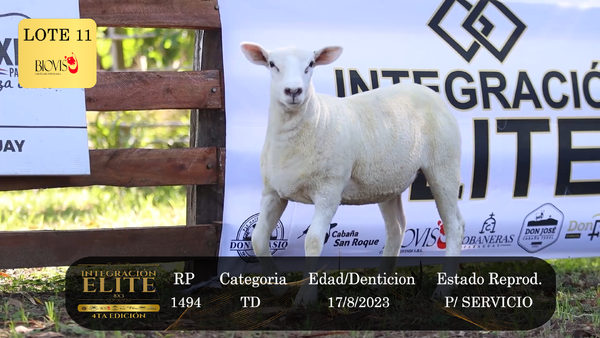 Lote LOTE 11