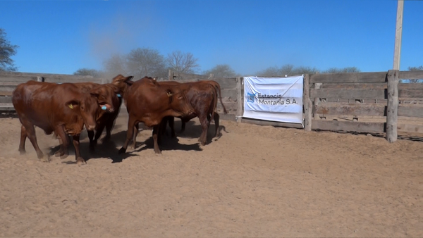 Lote HEMBRAS Remate Nucleo Genbra
