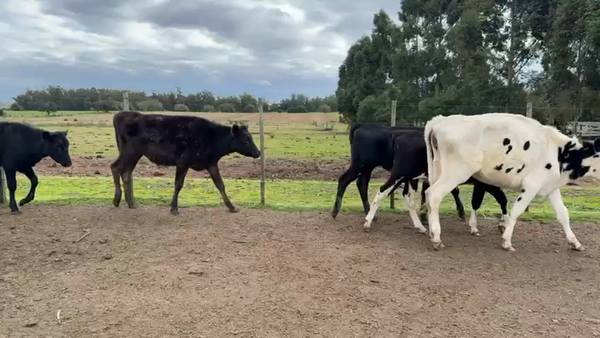 Lote TERNEROS Y TERNERAS