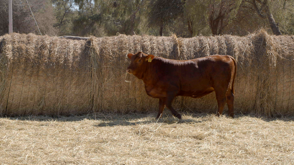Lote HEMBRAS Remate Nucleo Genbra