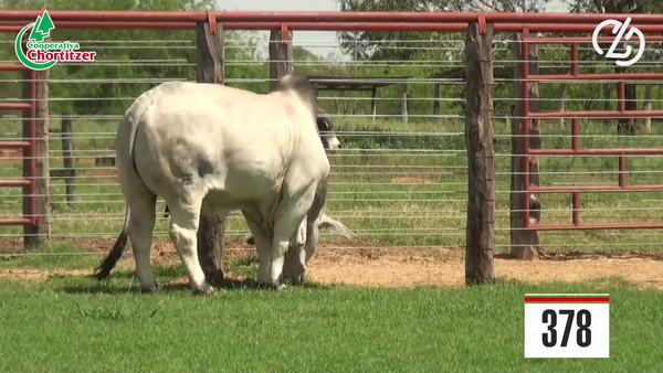 Lote Brahman