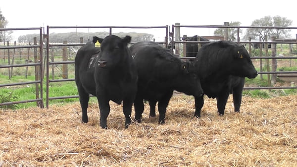 Lote TOROS ANGUS NEGROS PC