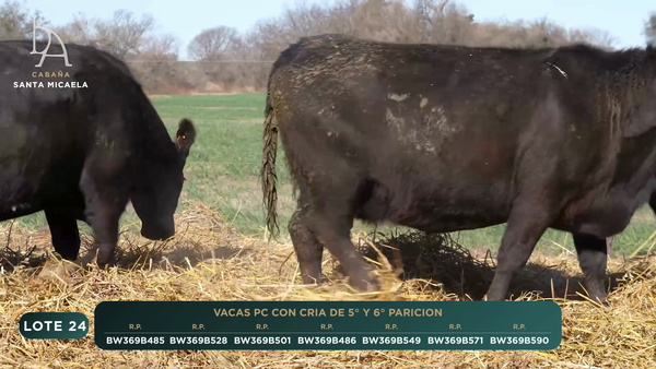 Lote VACAS PC PARIDAS