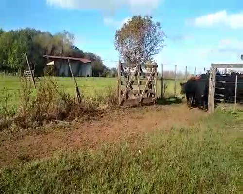 Lote 82 Terneros/as en Navarro, Buenos Aires