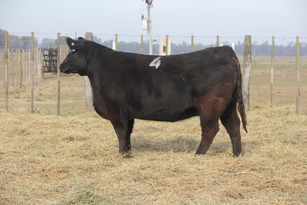 Lote VAQUILLONAS PURAS DE PEDIGREE