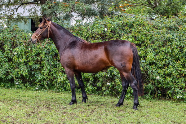 Lote RP  3553 - PORÁ JACARANDA