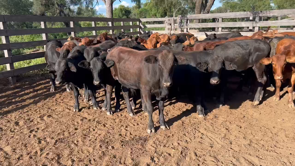 Lote 56 Terneros/as en Juan José Castelli, Chaco