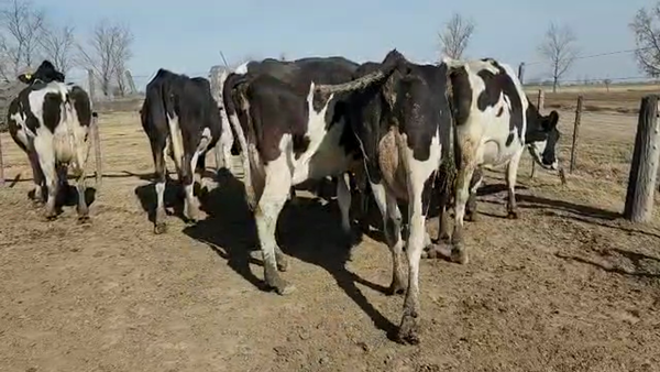 Lote Est. Don Osvaldo - Produccion