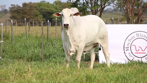 Lote LOTE 35