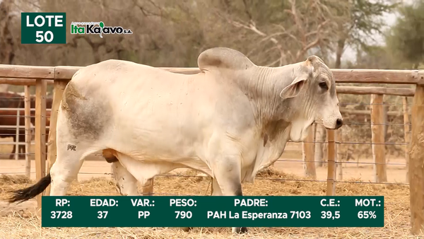 Lote LOTE 50