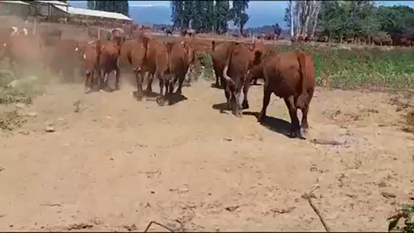 Lote 50 Vaquilla Gorda en San Clemente, VII  Región Maule