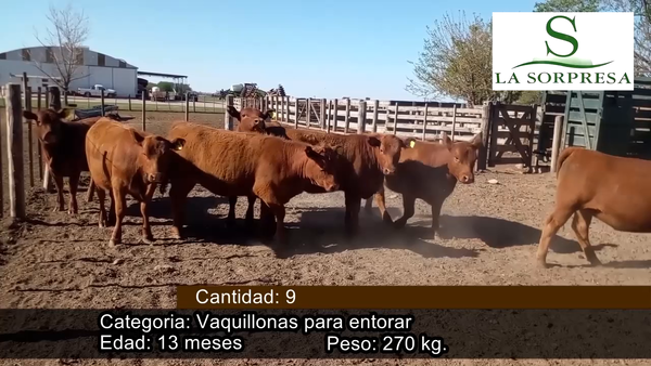 Lote VAQUILLONAS P/ SERVICIO