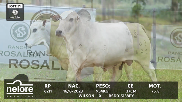 Lote LOTE 51