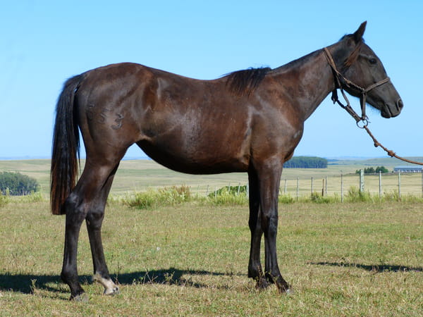 Lote Lechuza del Cerro Grande